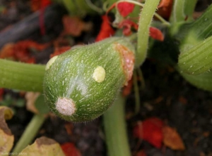 Deux boursoufflures se sont développées sur cette jeune courgette. <b>Virus de la mosaïque jaune de la courgette</b> (<i>Zucchini yellow mosaic virus</i>, ZYMV) 