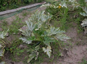 Pied de courgette dont la quasi totalité des feuilles sont affectées par l'oïdium. <i><b>Podosphaera xanthi</b></i>  ou <b><i>Golovinomyces cichoracearum</i> var. <i>cichoracearum</i></b> (oïdium ou blanc, powdery mildew, white mold)