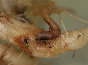 Détail de lésions nécrotiques brun-rougeâtre sur système racinaire de courge. <i><b>Phomopsis sclerotioïdes</b></i> (pourriture noire racinaire) (black root rot)