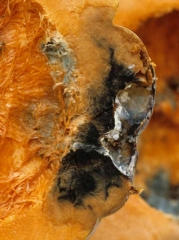 <b><i>Didymella bryoniae</i></b> (pourriture noire sur fruit, black rot) sur courge 3