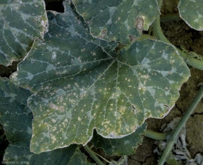 xanthomonas_courge_DB_153