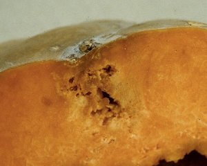 xanthomonas_courge_DB_326