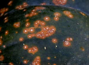 Autre exemple de taches chancreuses, parfois gommeuses, entourées d'un halo jaune orange sur fruit vert. <i><b>Xanthomonas cucurbitae</b></i> (taches bactériennes, bacterial spot)