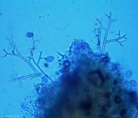 Pseudoperonospora1