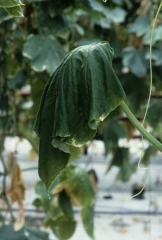 Feuille de concombre en cours de flétrissement. <b>Virus de la mosaïque du concombre</b> (<i>Cucumber mosaic virus</i>, CMV)