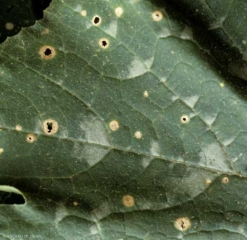 Ces taches sur feuille de concombre montrent des tissus nécrosés, beiges à gris ; ils se sont dégradés en leur centre, et sont partiellement tombés. <b><i>Cladosporium cucumerinum</i></b> (cladosporiose, cucumber scab)