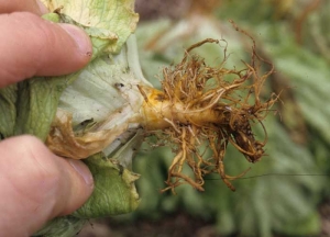 Les attaques surviennent souvent précocement ; ce fut le cas sur ce système racinaire de <b>salade</b> dont la partie la plus ancienne est entièrement pourrie. <b><i>Pratylenchus penetrans</i></b> ("lesion nematodes") 