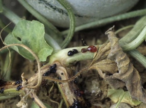 Des gouttelettes de gomme, rougeâtres à noires, exsudent sur des portion de tige apparemment saines. On en retrouve aussi sur les lésions chancreuses longitudinales présentes sur celle-ci. <b><i>Fusarium oxysporum</i> f. sp. <i>melonis</i></b> (fusariose du melon)