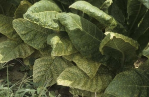 Au champ, on observe que les feuilles basses des plantes présentent une chlorose internervaire très marquée, les nervures restant bien vertes. <b>Carence en magnésium</b>