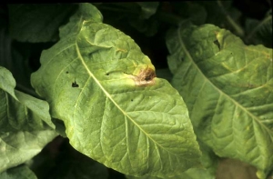 Tache beige présentant des anneaux bruns, irréguliers et concentriques. <b><i>Botrytis cinerea</b></i>
