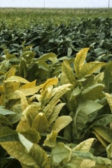Le tabac de type Burley situés au premier plan sont fortement attaqués par <b><i>Candidatus</i> Phytoplasma solani</b> (stolbur, big bud). Ce n'est pas le cas des tabacs Bruns localisés derrière. Ceux-ci, généralement plus rustiques, sont plus tolérants à cette maladie. 