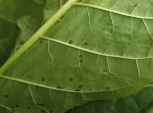 Quelques petites taches humides, brunissant en leur centre, parsèment cette feuille de tabac de type Burley. <b><i>Alternaria alternata</i></b> (alternariose du tabac, <i>Alternaria</i> leaf spot)