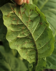 A la face inférieure du limbe, on distingue bien des nécroses brun-rouille sur la nervure principale et sur les nervures secondaires. <b>Virus de la maladie bronzée de la tomate</b> (<i>Tomato spotted wilt virus</i>, TSWV)