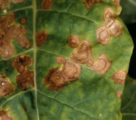 On distingue bien les motifs concentriques sur ces taches d' <b><i>Alternaria alternata</i></b> sur feuilles de tabac.