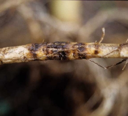 Détail d'un manchon subérisé et de couleur noire sur racine de tabac. <i><b>Thielaviopsis basicola</b></i> (pourriture noire)