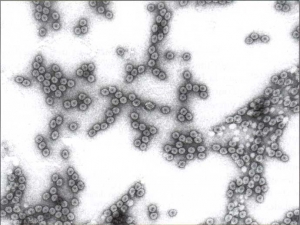 cucumovirus