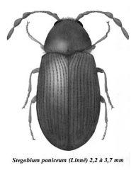 stegobium_paniceum