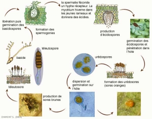 cycle_phragmidium