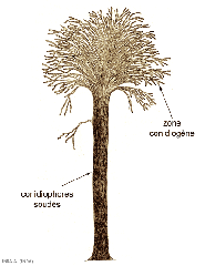 coremie_dematophora