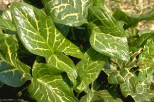 arum_italicum