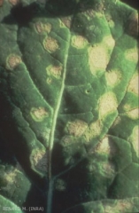 leptosphaeria_maculans1