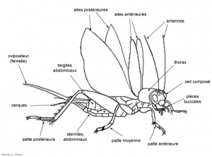 insecte1