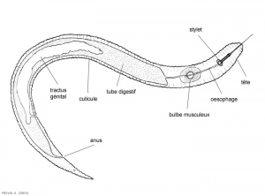 nematode-b