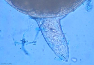 Meloidogyne_femelle2