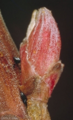 Aphis_schneideri-3