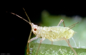 Macrosiphum_euphorbiae-2