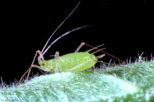 Macrosiphum_euphorbiae-3