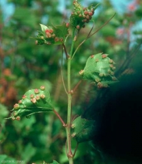 Viteus_vitifoliae-4