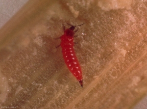 Haplothrips_tritici_1