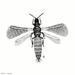 Thrips_meridionalis