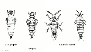 Liothrips_oleae2