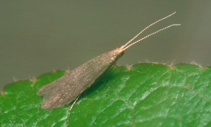 Coleophora_hemerobiella-1