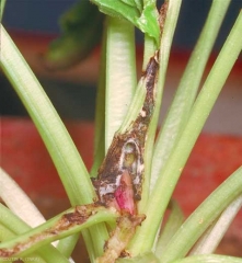 Scrobipalpa_ocellatella-1