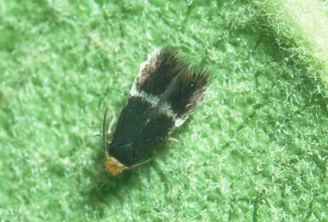 Stigmella_malella-6