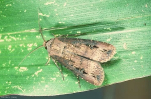 Agrotis_ipsilon-1