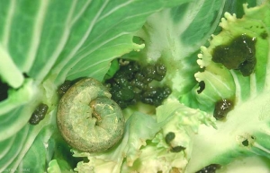 Mamestra_brassicae-4