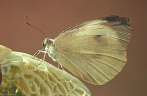 Pieris_brassicae-4