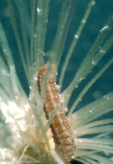 Homoeosoma_nebulell-5