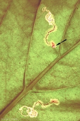 Liriomyza_trifolii_2