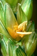 Contarinia_tritici_2