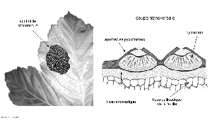 acer_rhytisma