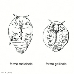 viteus_vitifoliae9