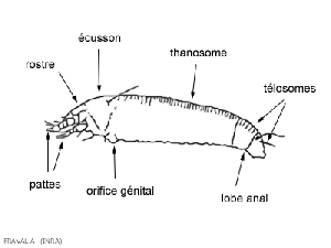 eriophyidae