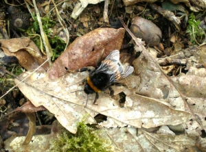 bombus2