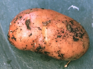 rhizoctonia_pdt