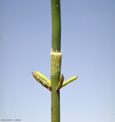 equisetum-ramosissimum